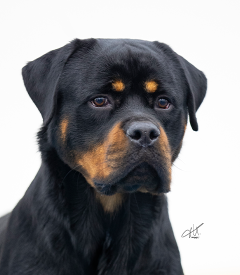 Rottweiler