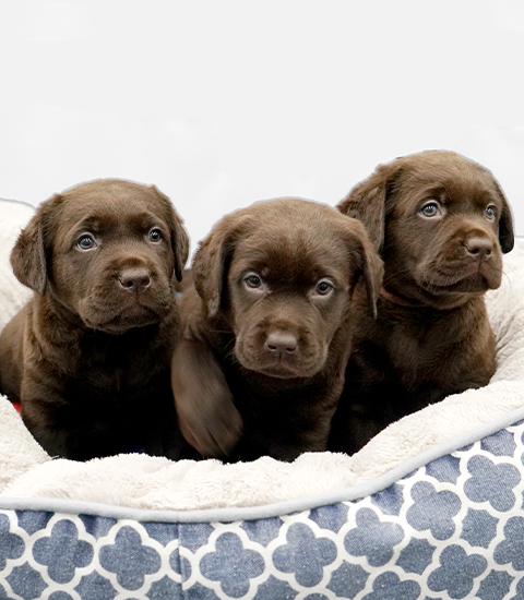 Chocolate Labrador